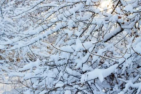 Background of trees for a double exposure, many branches, branches in snow, s Stock Photos