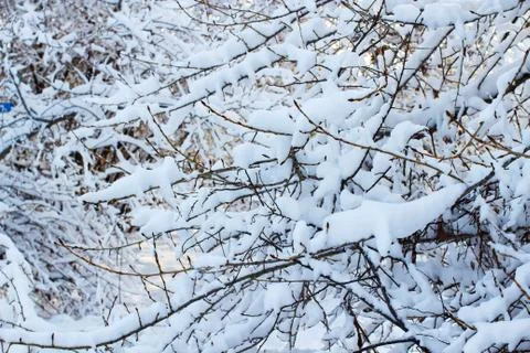 Background of trees for a double exposure, many branches, branches in snow, s Stock Photos
