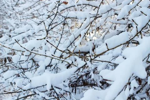 Background of trees for a double exposure, many branches, branches in snow, s Stock Photos