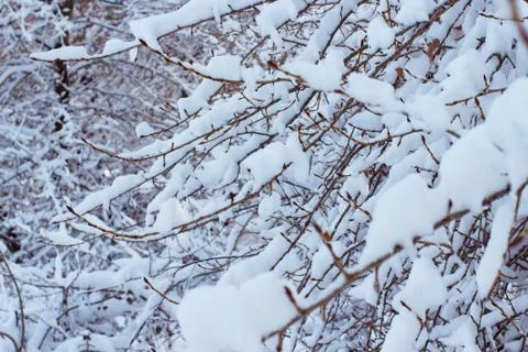 Background of trees for a double exposure, many branches, branches in snow, s Stock Photos