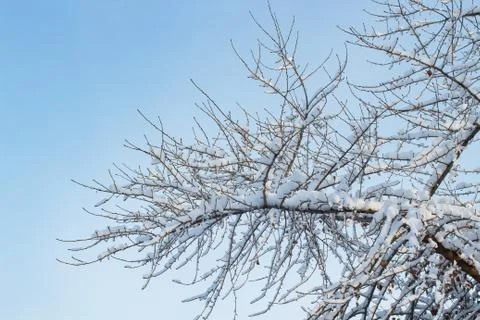 Background of trees for a double exposure, many branches, branches in snow, s Stock Photos