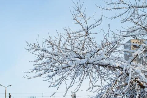 Background of trees for a double exposure, many branches, branches in snow, s Stock Photos