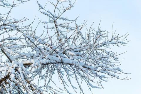 Background of trees for a double exposure, many branches, branches in snow, s Stock Photos