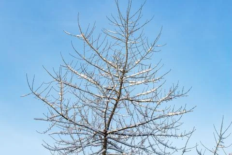 Background of trees for a double exposure, many branches, branches in snow, s Foto stock
