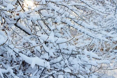 Background of trees for a double exposure, many branches, branches in snow, s Stock Photos