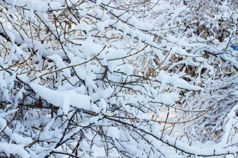 Background of trees for a double exposure, many branches, branches in snow, s Stock Photos