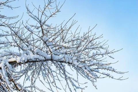 Background of trees for a double exposure, many branches, branches in snow, s Stock Photos