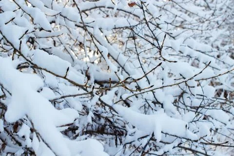 Background of trees for a double exposure, many branches, branches in snow, s Stock Photos