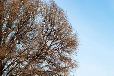 Background of trees for a double exposure, trees against the sky, branches on Stock Photos