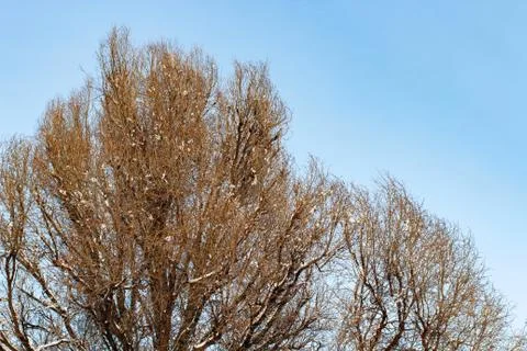 Background of trees for a double exposure, trees against the sky, branches on Stock Photos