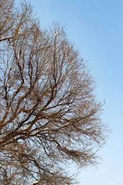Background of trees for a double exposure, trees against the sky, branches on Stock Photos