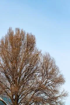 Background of trees for a double exposure, trees against the sky, branches on Stock Photos