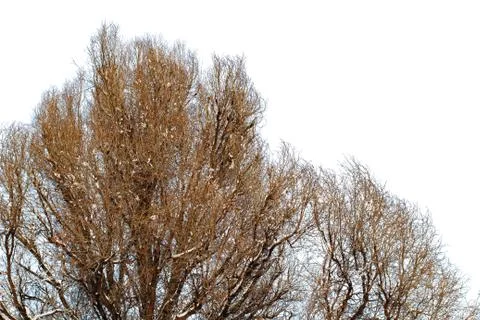 Background of trees for a double exposure, trees isolated on white background Stock Photos