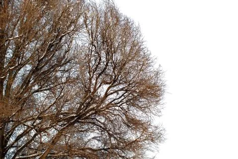 Background of trees for a double exposure, trees isolated on white background Stock Photos