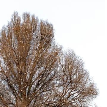 Background of trees for a double exposure, trees isolated on white background Stock Photos