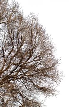 Background of trees for a double exposure, trees isolated on white background Stock Photos