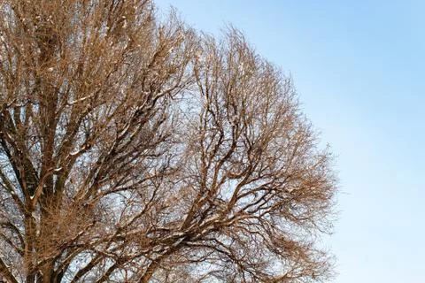 Background of trees for a double exposure, trees against the sky, branches on Stock Photos