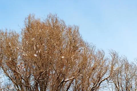 Background of trees for a double exposure, trees against the sky, branches on Stock Photos