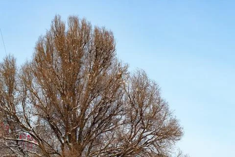 Background of trees for a double exposure, trees against the sky, branches on Stock Photos