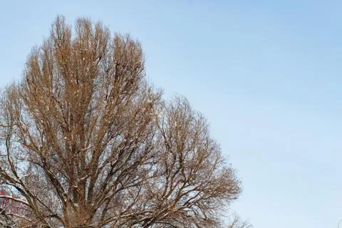 Background of trees for a double exposure, trees against the sky, branches on Stock Photos