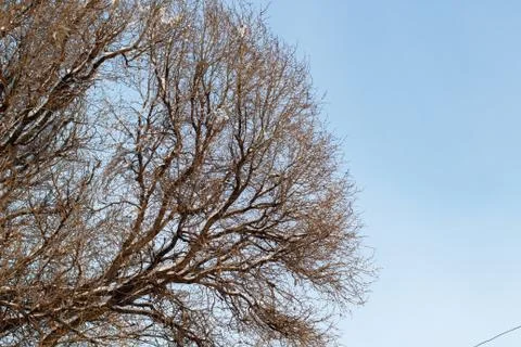 Background of trees for a double exposure, trees against the sky, branches on Stock Photos
