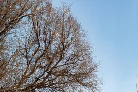 Background of trees for a double exposure, trees against the sky, branches on Stock Photos