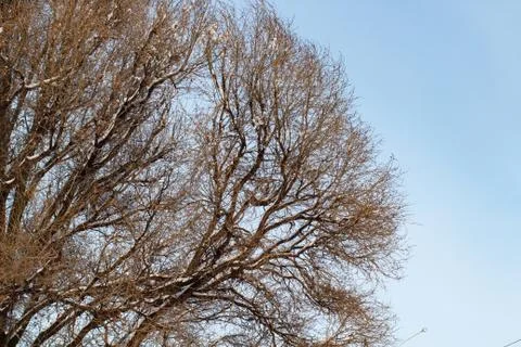 Background of trees for a double exposure, trees against the sky, branches on Stock Photos