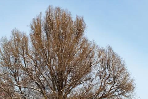 Background of trees for a double exposure, trees against the sky, branches on Stock Photos
