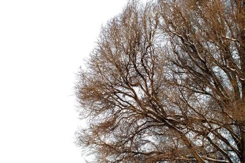 Background of trees for a double exposure, trees isolated on white background Stock Photos