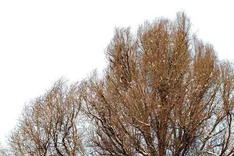 Background of trees for a double exposure, trees isolated on white background Stock Photos