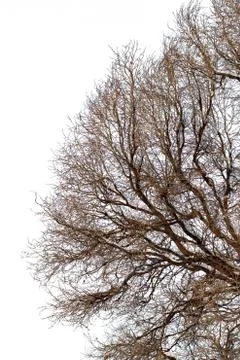 Background of trees for a double exposure, trees isolated on white background Stock Photos