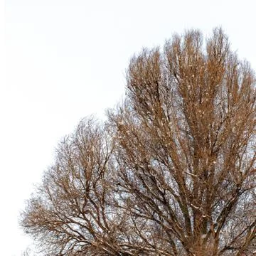 Background of trees for a double exposure, trees isolated on white background Stock Photos