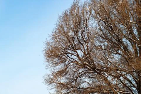 Background of trees for a double exposure, trees against the sky, branches on Stock Photos