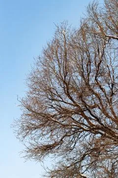 Background of trees for a double exposure, trees against the sky, branches on Stock Photos