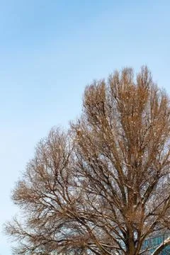 Background of trees for a double exposure, trees against the sky, branches on Stock Photos