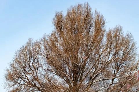 Background of trees for a double exposure, trees against the sky, branches on Stock Photos