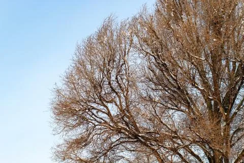 Background of trees for a double exposure, trees against the sky, branches on Stock Photos