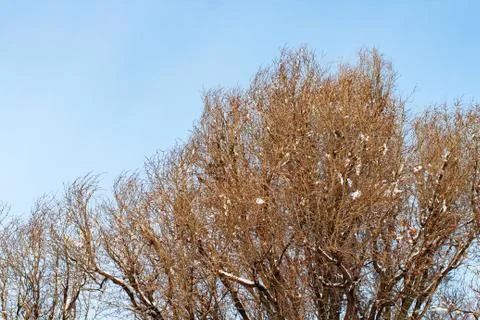 Background of trees for a double exposure, trees against the sky, branches on Stock Photos