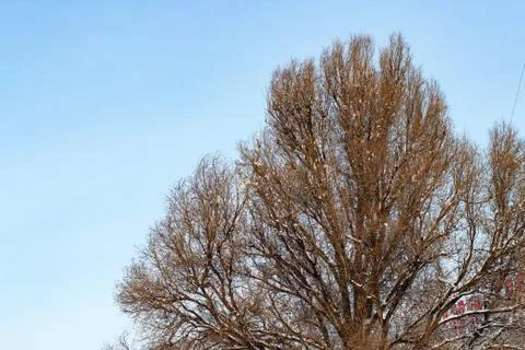 Background of trees for a double exposure, trees against the sky, branches on Stock Photos