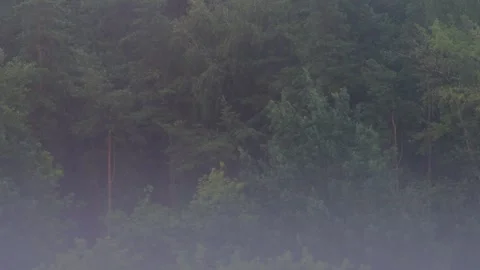 Background with trees during rain 스톡 동영상 342595435
