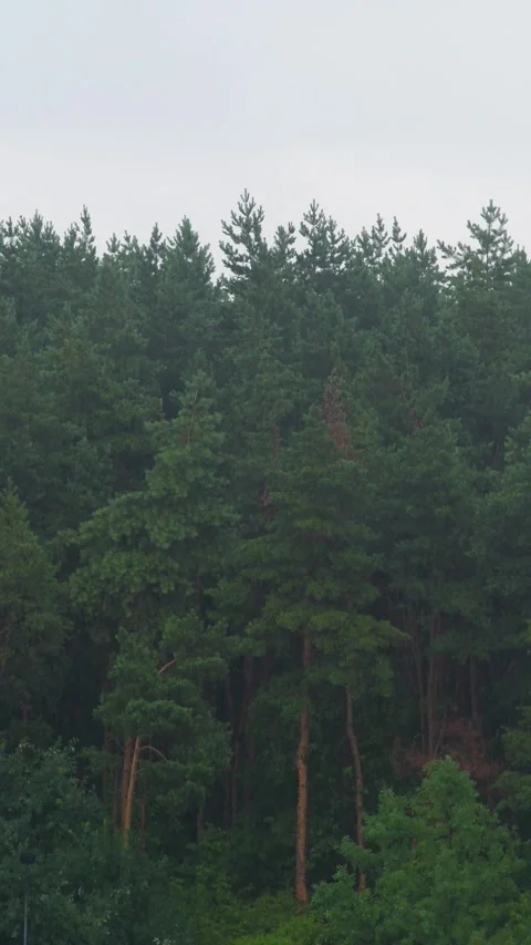 Background with trees during rain Stock Footage 346034868