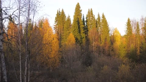 Background Trees In The Forest Shining With The Sun Beautiful Autumn Nature Stock Footage 168879476