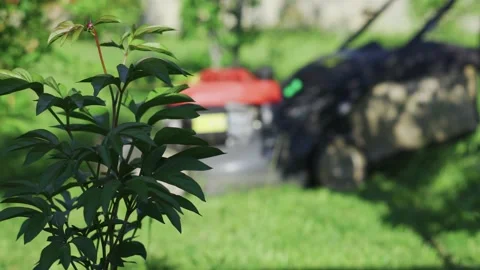 On the background of trees in the garden, a man with a lawn mower mows the grass 스톡 동영상 155115659