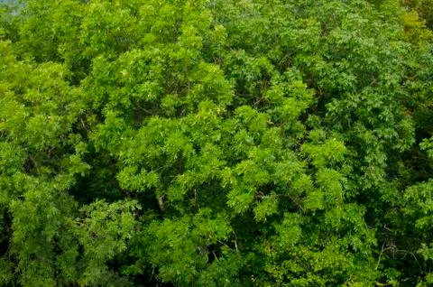 Background of trees Stock Photos