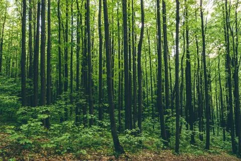 Background of trees Stock Photos