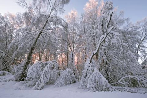 Background of trees in the snow after a snowfall on the background of the s.. Foto stock