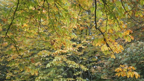 A background of the trees with yellow leaves. Stock Footage 164499380