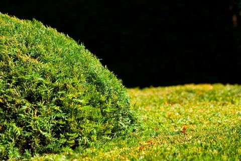 Background of the trimmed bushes Stock Photos