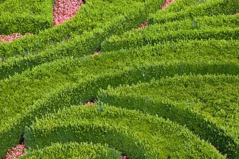 Background of the trimmed bushes Foto stock