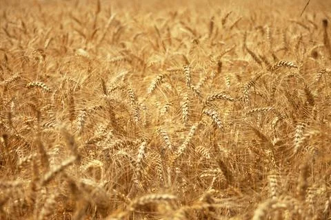 Background of triticale ears in the field Stock Photos